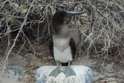 Blaufu�t�lpel  IMG_20241103_102906