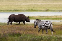 Nashorn und Zebra