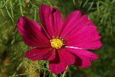 Cosmea