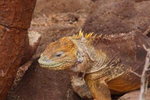 DSC07488 (Benutzerdefiniert)