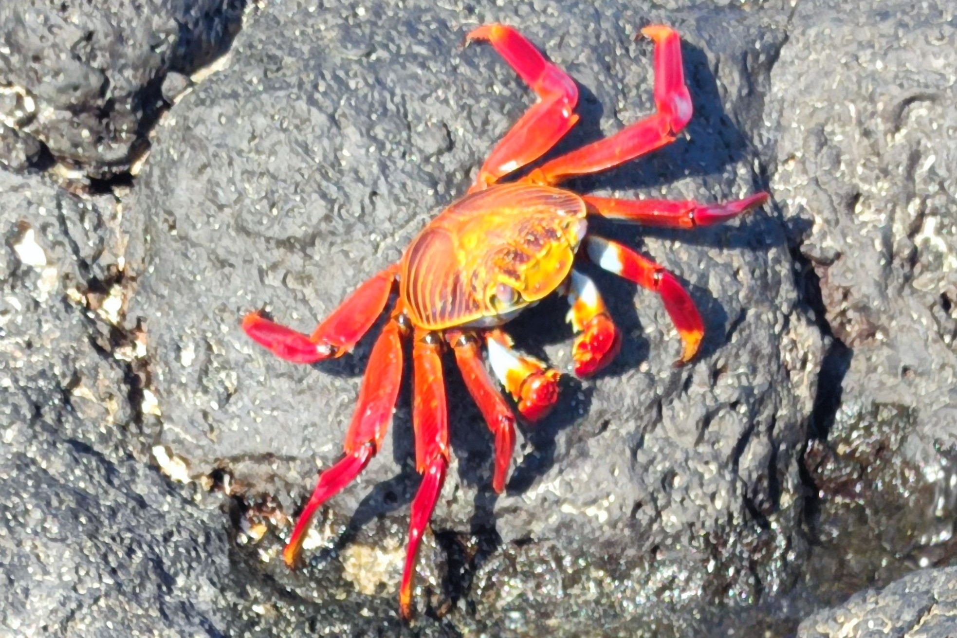 IMG_20241105_160246_1730852081055  555555