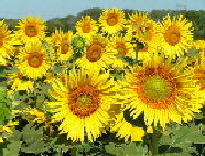 Provence, Sonnenblumen